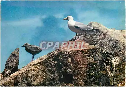 Cartes postales moderne La Bretagne en Couleurs Goeland argente et son petit