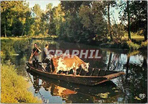 Cartes postales moderne La Venise Verte (Deux Sevre) Transport de vaches