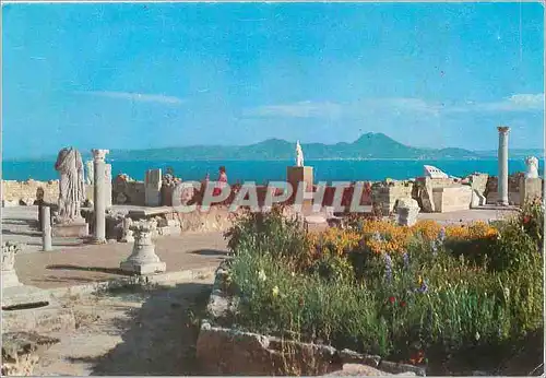 Cartes postales moderne Carthage L'Antiquaruim