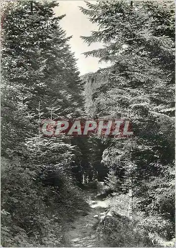 Cartes postales moderne Luvigny (Vosges) Sous bois
