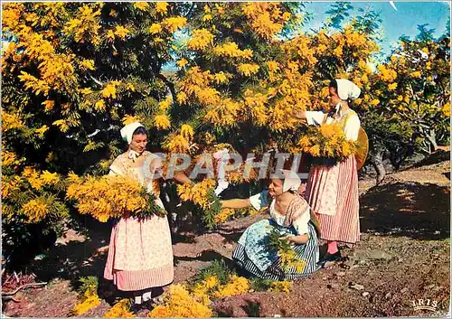 Cartes postales moderne Reflets de la cote d'Azur Academie Provencale de Cannes Folklore