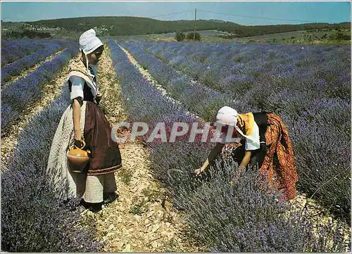 Moderne Karte Belles Images de Provence Jeunes Provencales dans les Lavandes