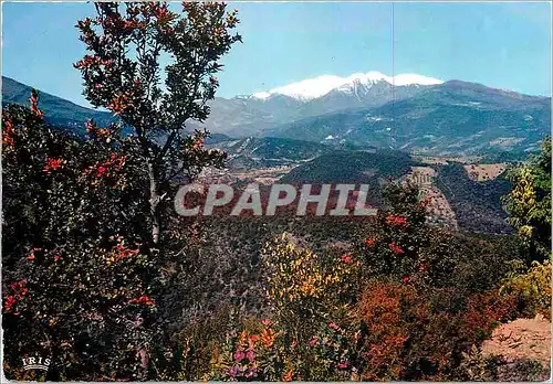 Cartes postales moderne Le Vallespir en Roussillon le Conigou au printemps