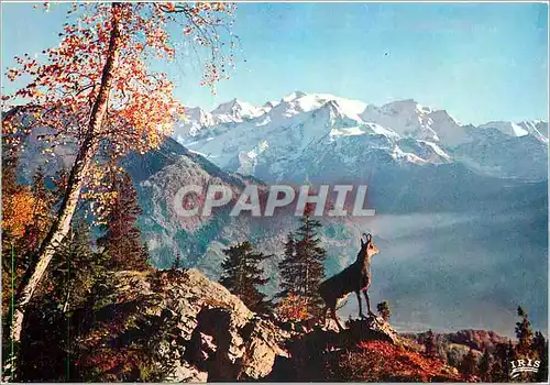 Cartes postales moderne Le Chamonix des Alpels