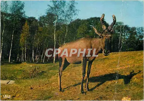 Cartes postales moderne Bubale du Cap Reserve Africaine du Chateau de Thoiry en Yvelines