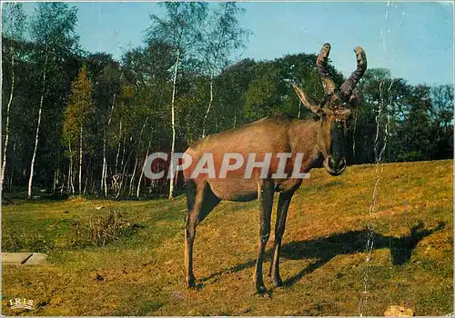 Moderne Karte Bubale du Cap Reserve Africaine du Chateau de Thoiry en Yvelines