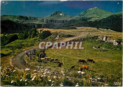 Cartes postales moderne lLe Cantal Pittoresque Le Puy Mary alt 1787 m