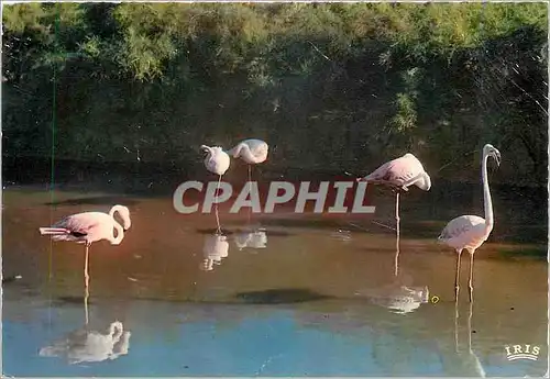 Cartes postales En Carmague avec les Gardans Flamants Roses