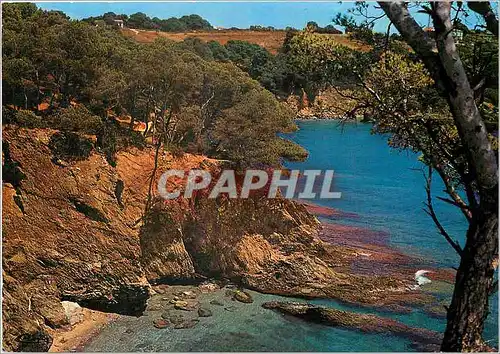 Cartes postales moderne Cote d'Azur France Presqu'il de Giens (Var) Calanques cote Ssud