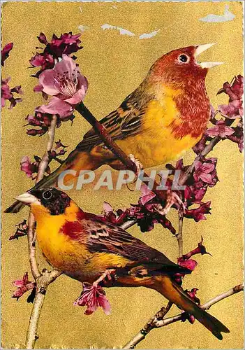 Cartes postales moderne Oiseaux
