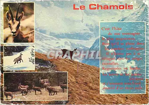 Cartes postales moderne Images de Chez nous le Chamois