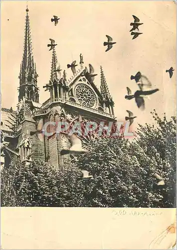 Moderne Karte Les Pigeons de Notre Dame