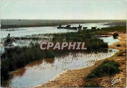 Cartes postales moderne En Camargue Gardian et taureaux dans les marais