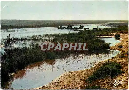 Moderne Karte En Camargue Gardian et taureaux dans les marais