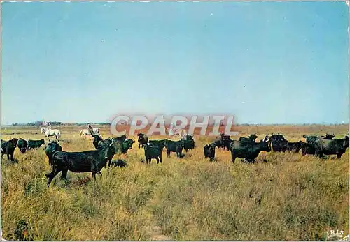 Cartes postales moderne En Camargue avec les Gardians sous un Soliel aveuglant des noirs taureaux immobiles symbole de l