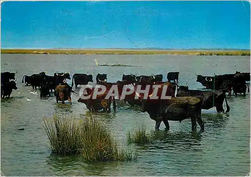 Cartes postales moderne En Camargue Pays de ciel et de mirages Manade de taurreaux