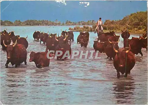 Cartes postales moderne En Camargue Pays de ciel et de mirages Manade de taureaux