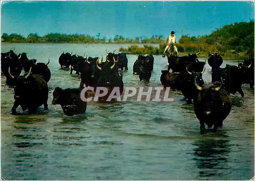 Cartes postales moderne En Camargue Pays de ciel bleu et de mirage Manade de Taureaux