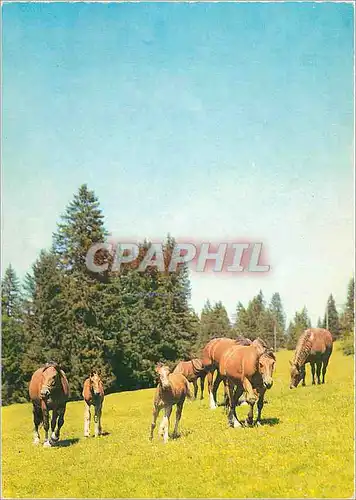 Moderne Karte Haras Nationaux Chevaux dans la lande