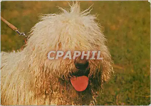 Cartes postales moderne Chien Caniche