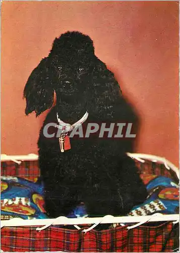 Cartes postales moderne Chien