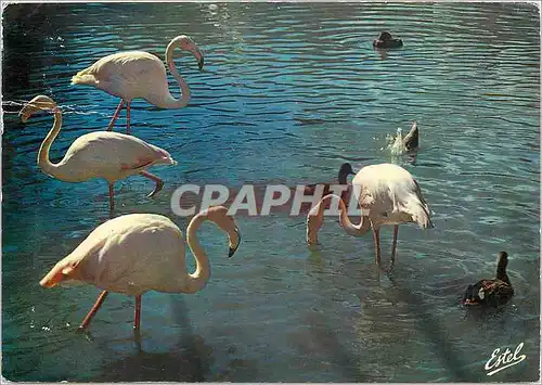 Moderne Karte En Camargue avec les Gardians Flamant roses