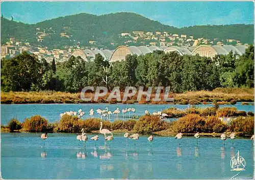 Cartes postales moderne La Cote d'Azur Hyeres les Palmiers (Var) Flamands roses dans les marais salants