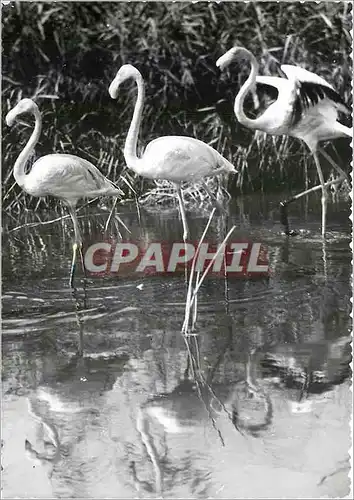 Cartes postales moderne Les Belles Images de Provence Flamants roses