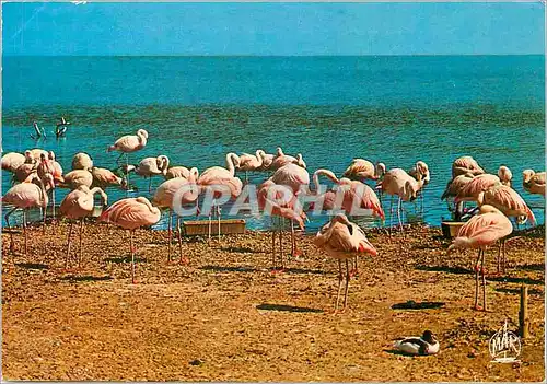 Cartes postales moderne En Camargue Flamands Roses