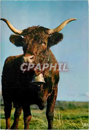 Cartes postales moderne Vache au Paturage en Auvergne