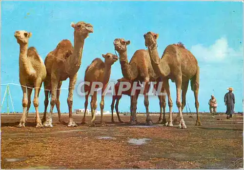 Cartes postales moderne La Tunisie La pose pour la photo