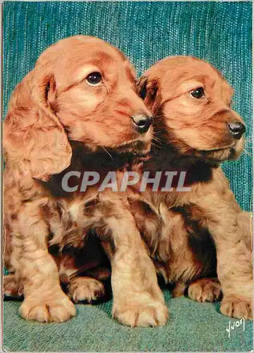 Cartes postales moderne Chiens