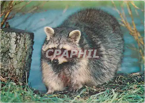 Cartes postales moderne Raton Laveur Raccoon Waschbar