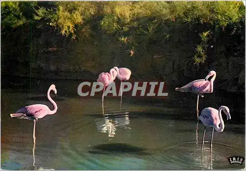 Cartes postales moderne En Camargue Avec les Gardians Flamants Roses