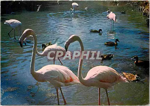 Cartes postales moderne En Camargue Pays de ciel bleu et de mirages Flamants roses