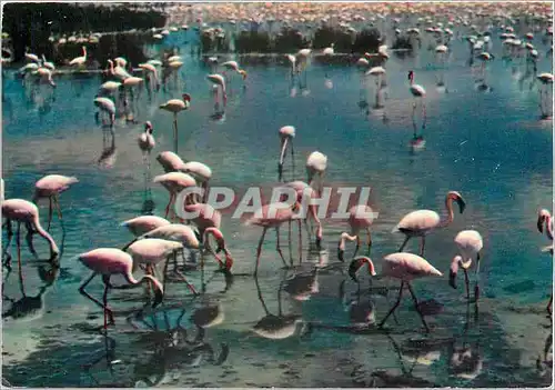 Moderne Karte En Camargue avec les Gardians Flamants roses