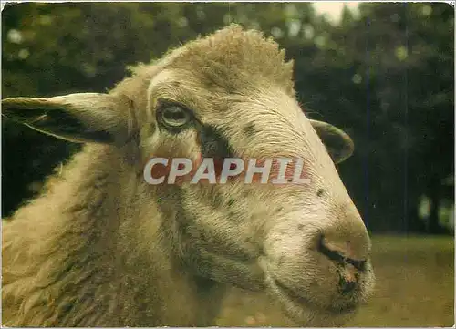 Cartes postales moderne Parc naturel regional des Landes de Gasgogne