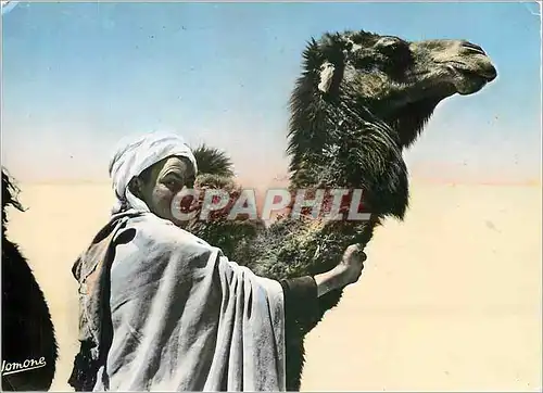 Cartes postales moderne Scenes Types Jeune Chamelle