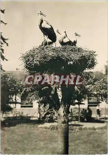 Cartes postales moderne Cigognes d'Alsace La famille nombreuse