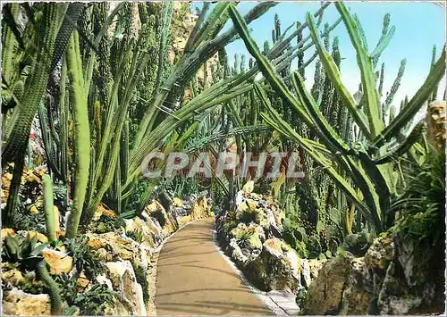Cartes postales moderne La Cote d'Azur Monaco Monte Carlo Le Jardin Exotique