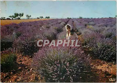 Cartes postales moderne Champ de Lavande