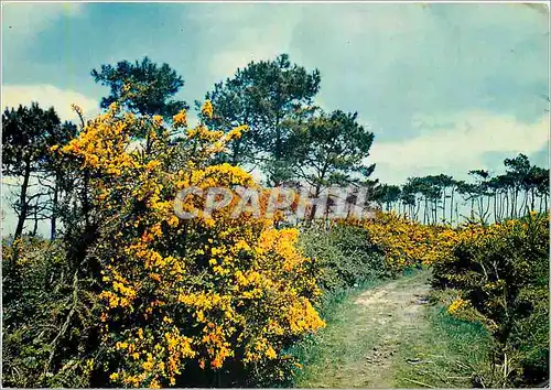 Cartes postales moderne Bretagne Terre du Passe