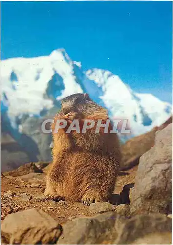 Cartes postales moderne Murmeltier am GroBglockner