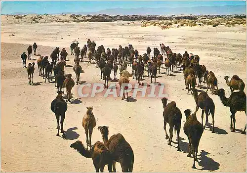 Moderne Karte Algerie Le Sud Foscinant