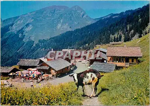Cartes postales moderne Morzine Montriond (Hte Savoie) Les Lindarets (alt 1500 m) vur generale Chevre