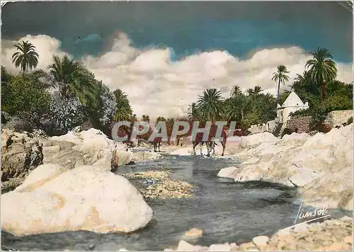 Cartes postales moderne Le Sud Algerien L'Oued et la Palmeraie