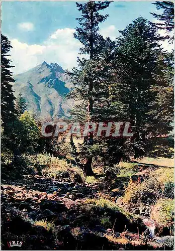 Cartes postales moderne Env du Monte Dore (P de D) La Dordogne au pied du Sancy (1886 m)