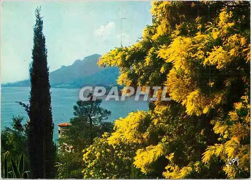 Cartes postales moderne Couleurs et Lumiere de France La Cote d'Azur Miracle de la nature Printemps sur la cote d'Azur