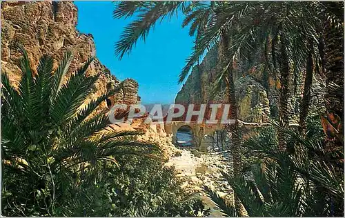 Cartes postales moderne Biskra Les gorges