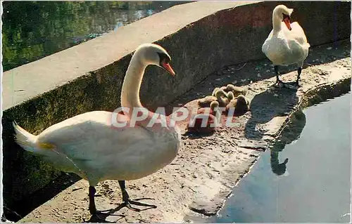 Cartes postales moderne Lac Leman Famille de Cygnes